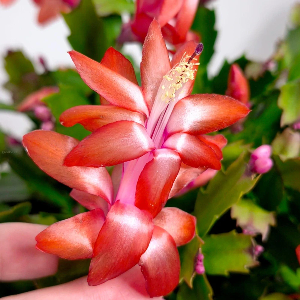 Šlumbergera orange