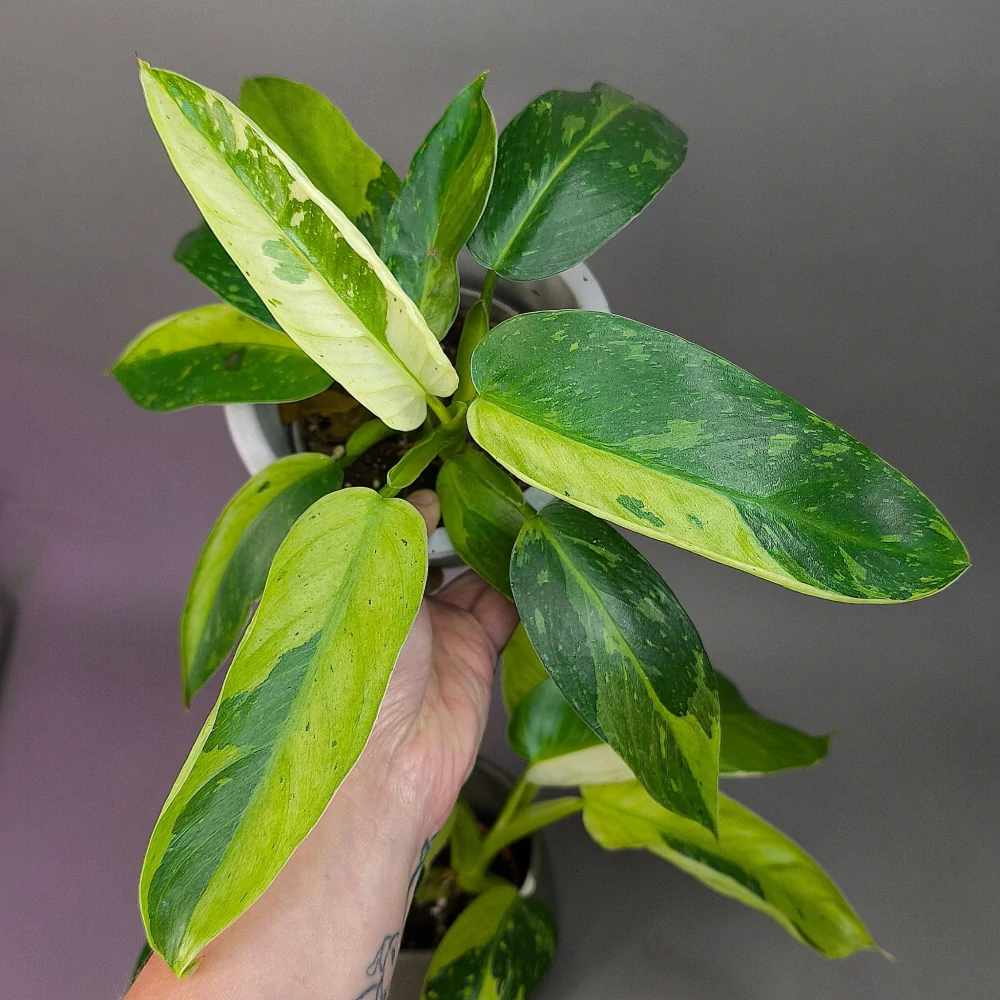 Philodendron Jose Buono