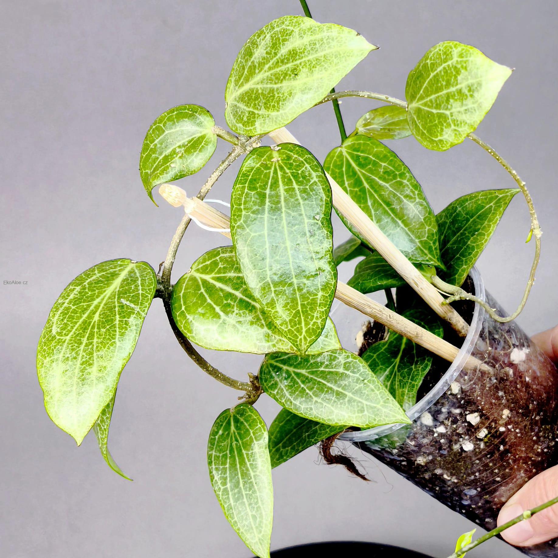 Hoya fitchii