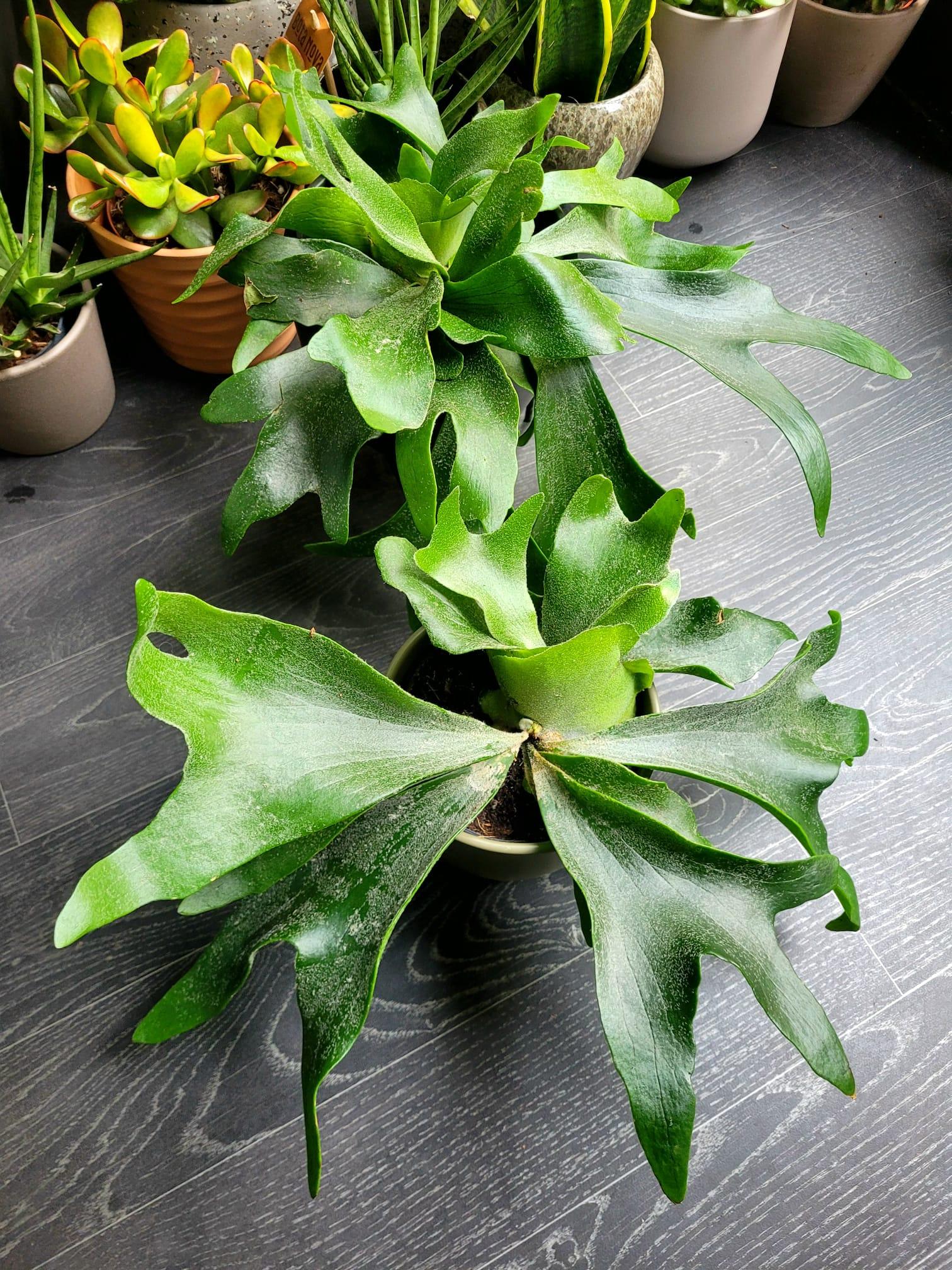 Platycerium bifurcatum