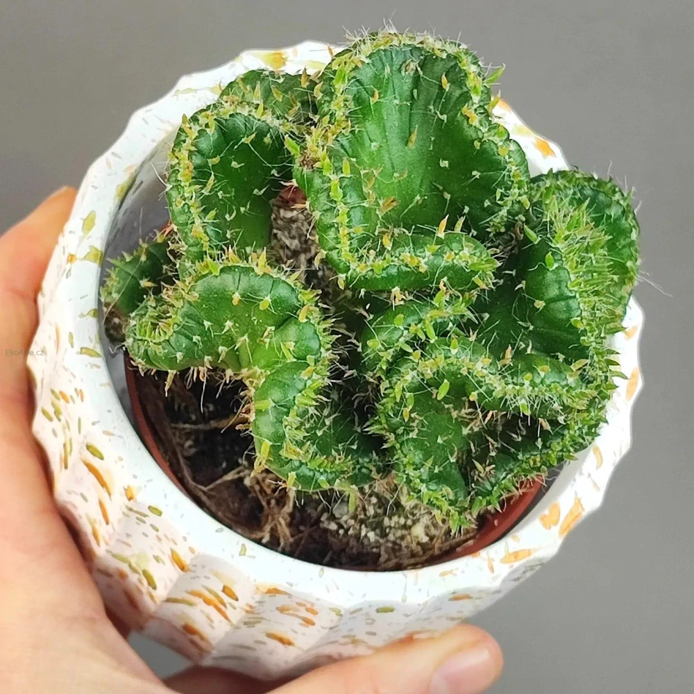 Euphorbia enopla f. cristata