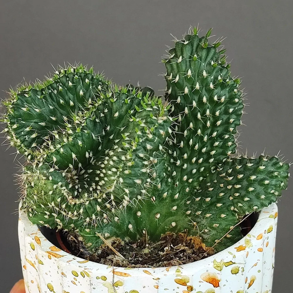 Cylindropuntia viridiflora f. cristata