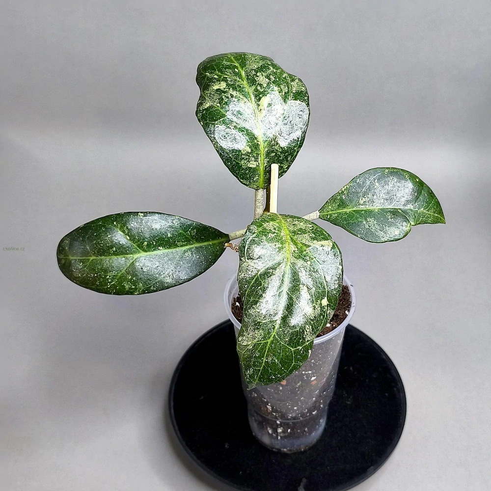 Hoya verticillata Lampung