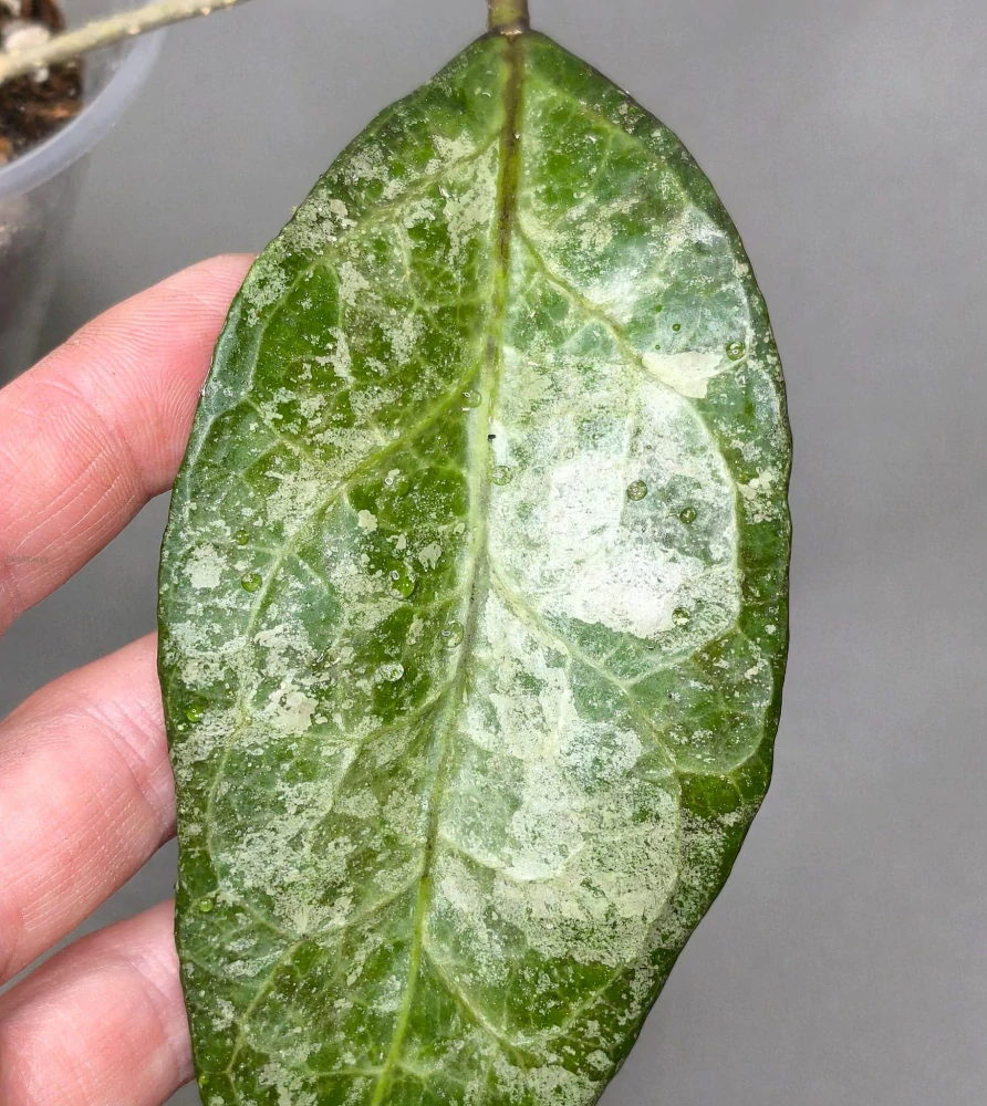 Hoya verticillata Lampung
