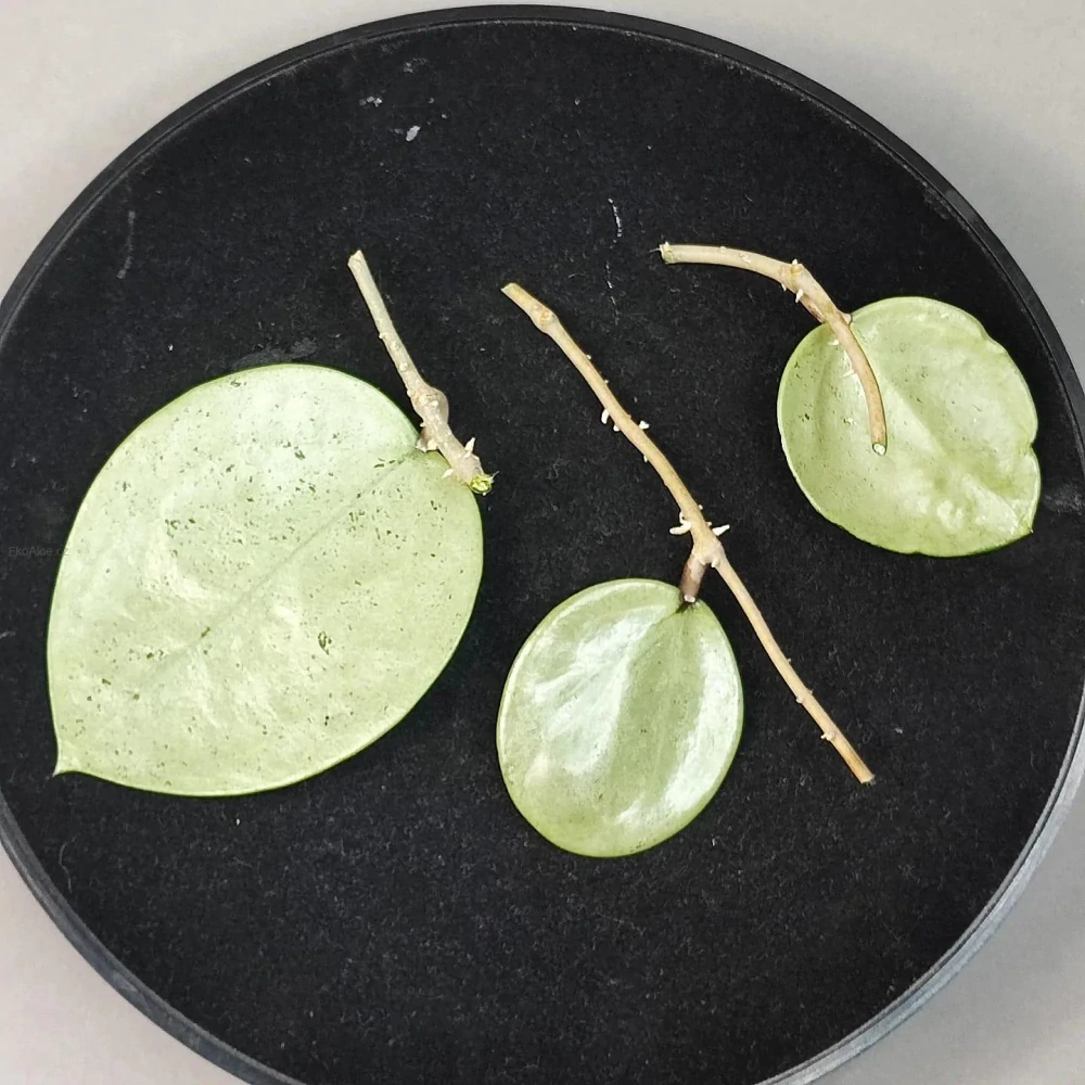 Hoya Verticillata Silver řízek k zakořenění