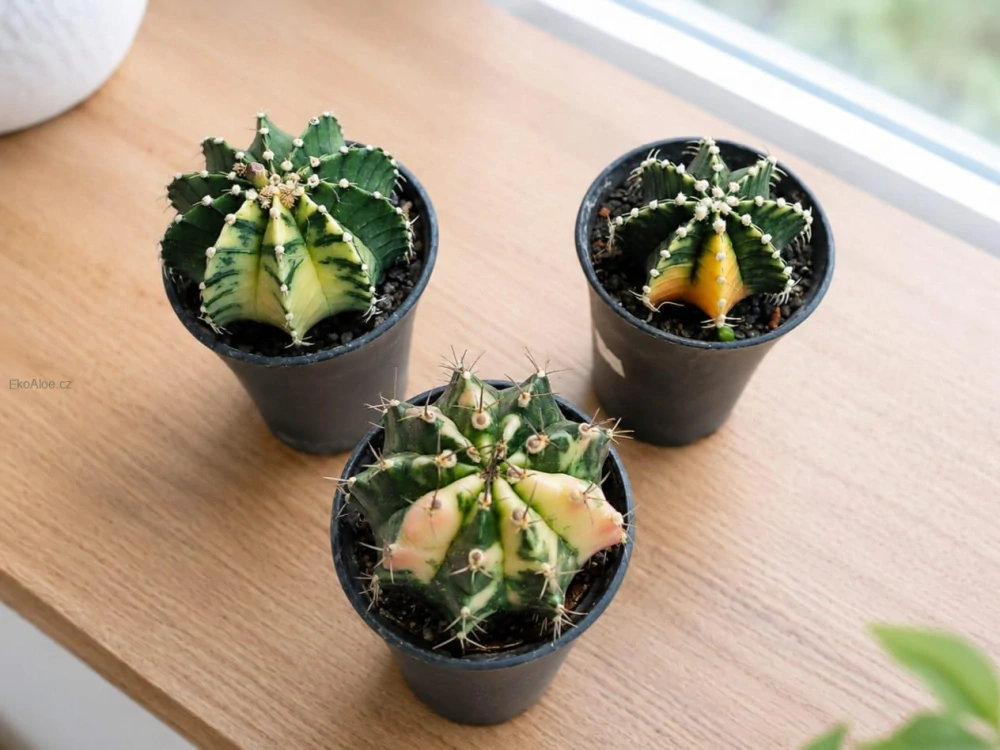 Gymnocalycium Variegata