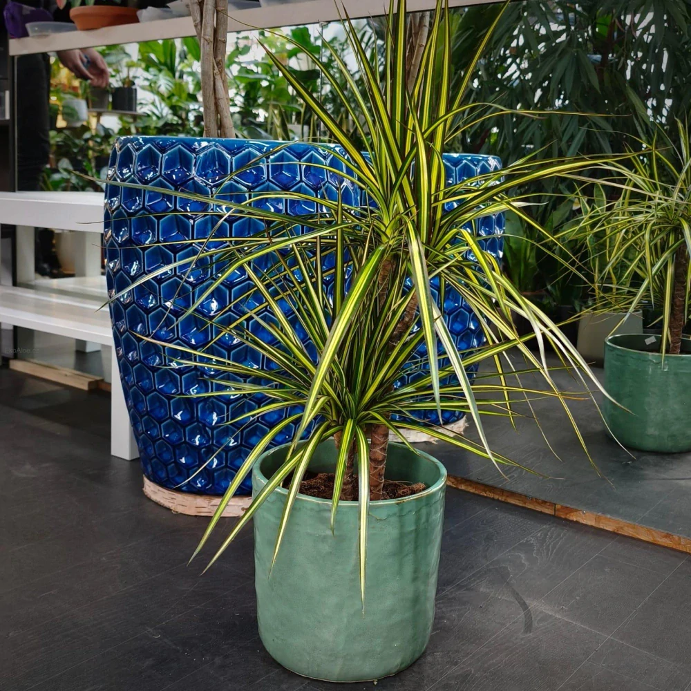 Dracaena Sunshine