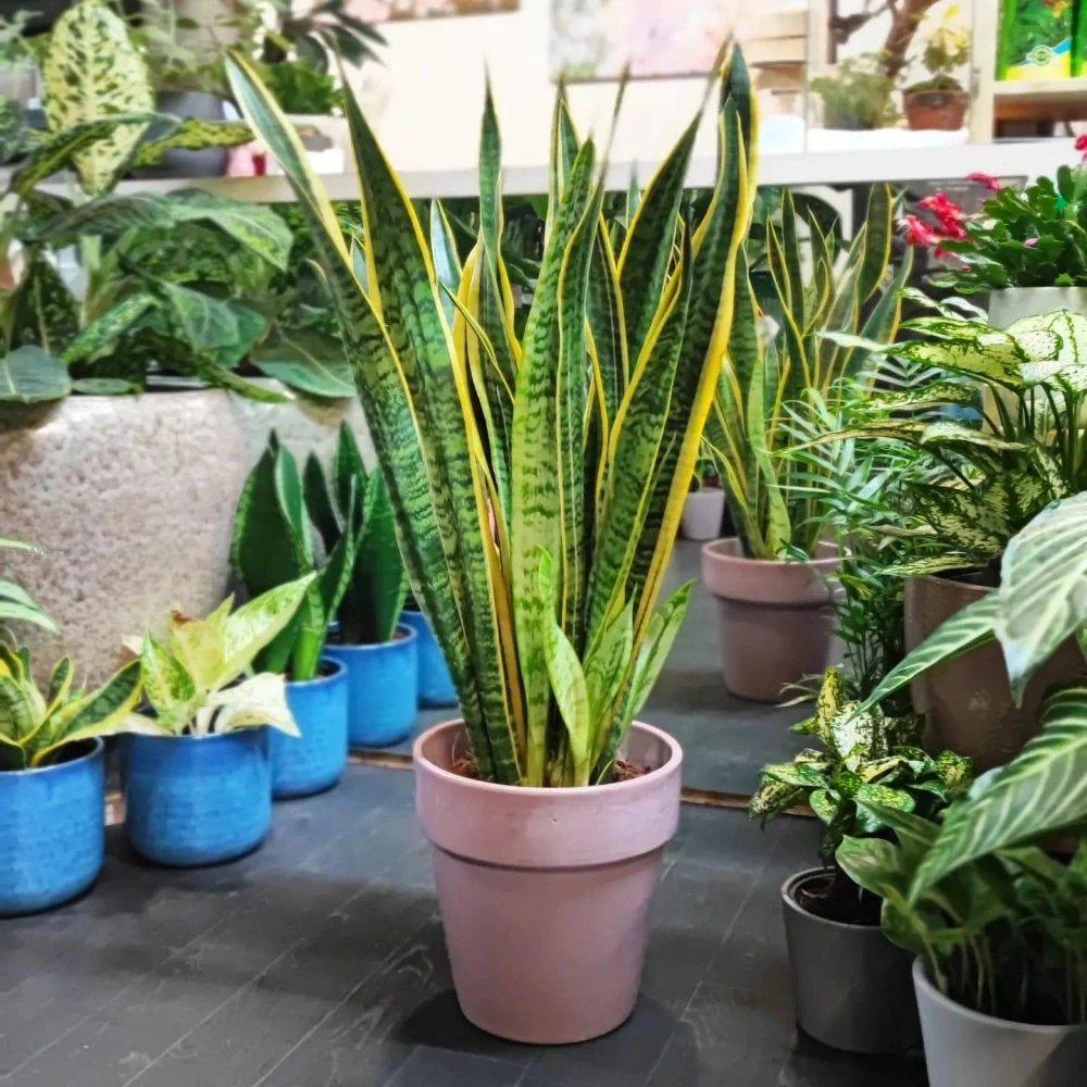 Sansevieria trifasciata Laurentii XL