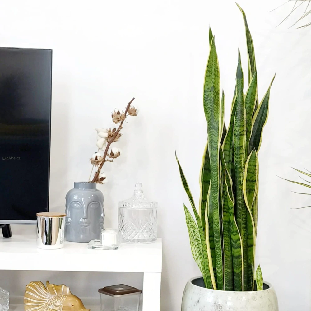 Sansevieria trifasciata Laurentii XXL