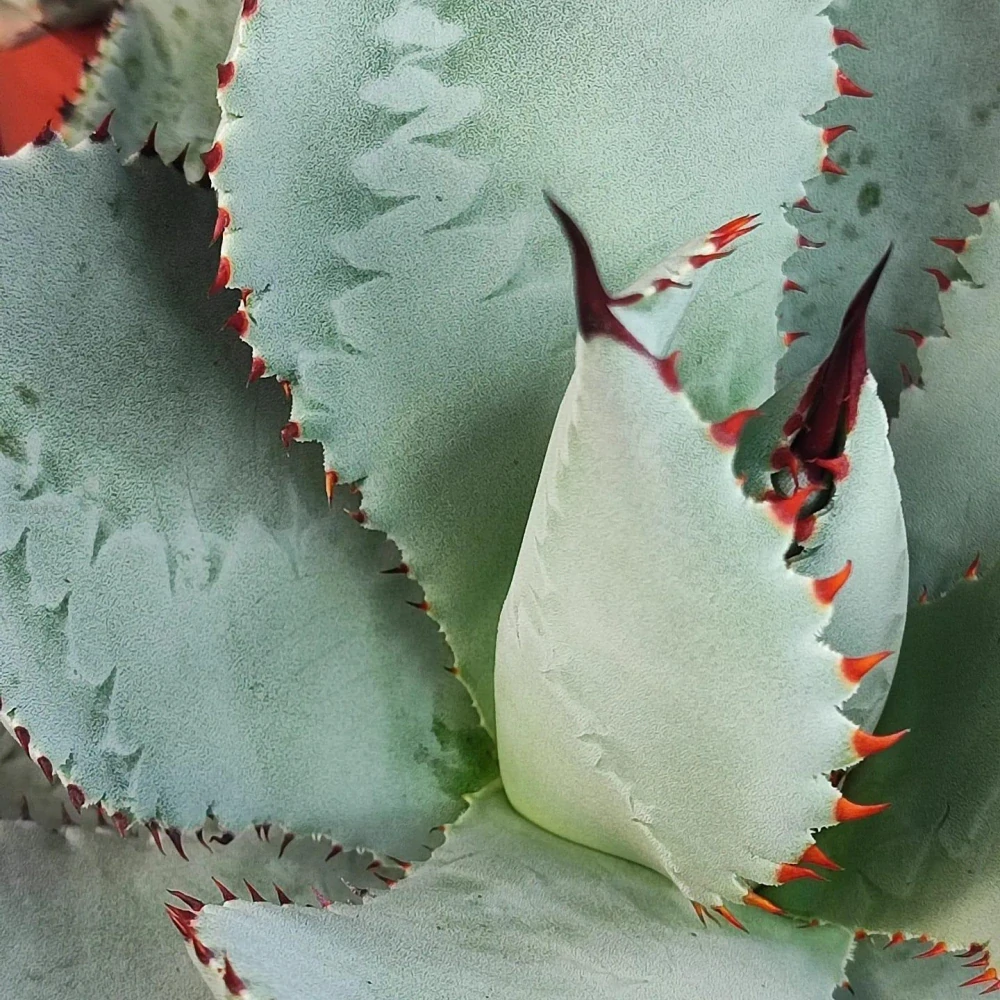 Agave pygmaea