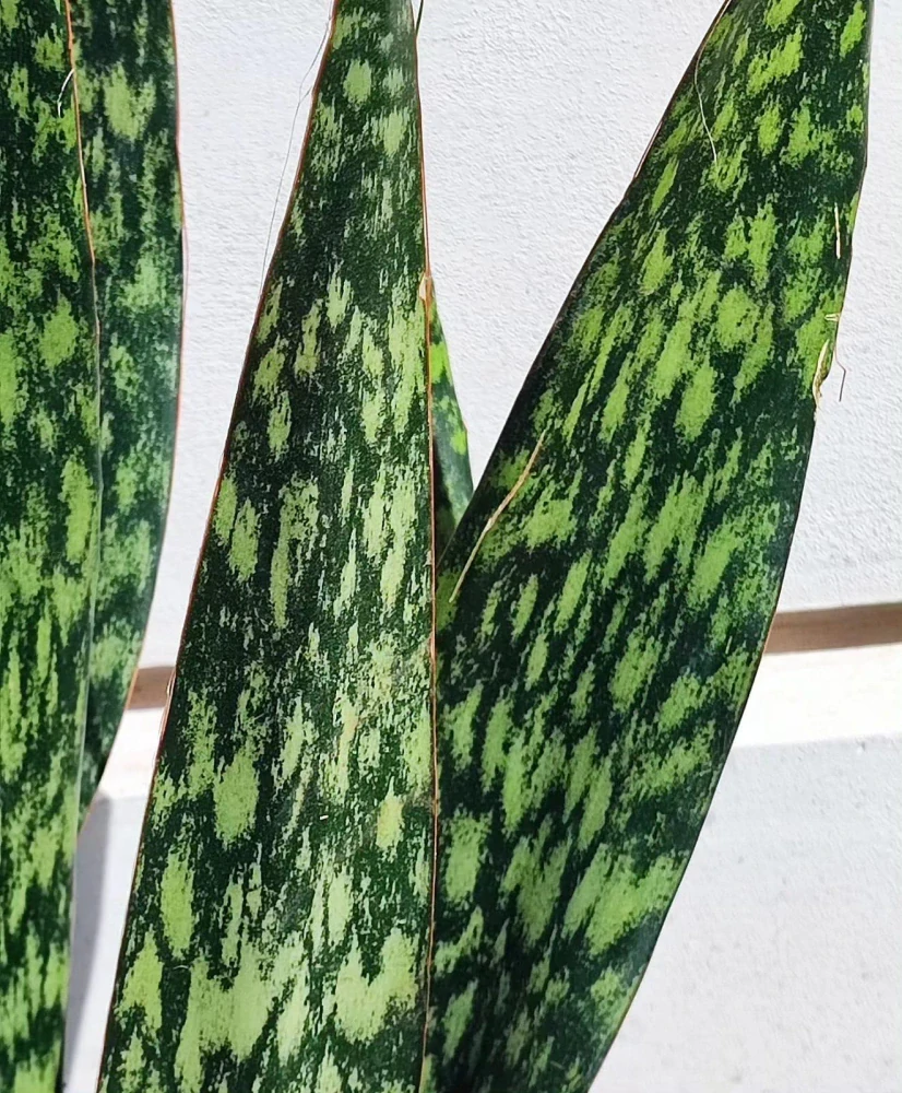 Sansevieria Jaboa XXL