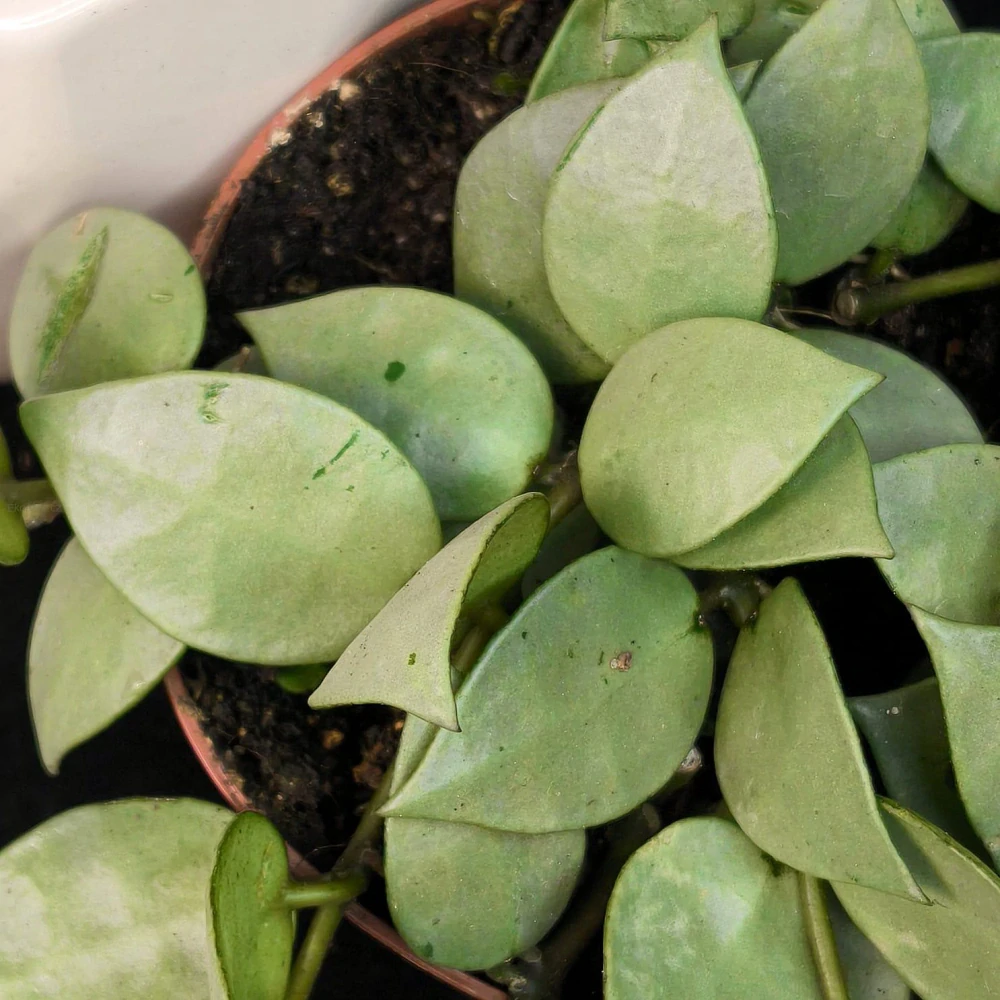 Hoya Krohniana Silver Eskimo