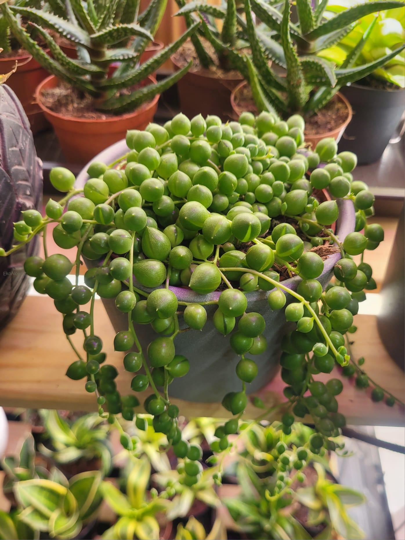 Senecio Rowleyanus 