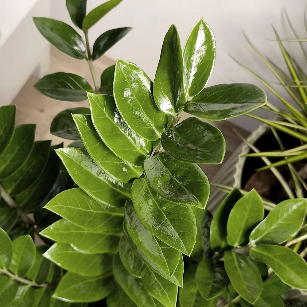 Zamioculcas zamiifolia XL