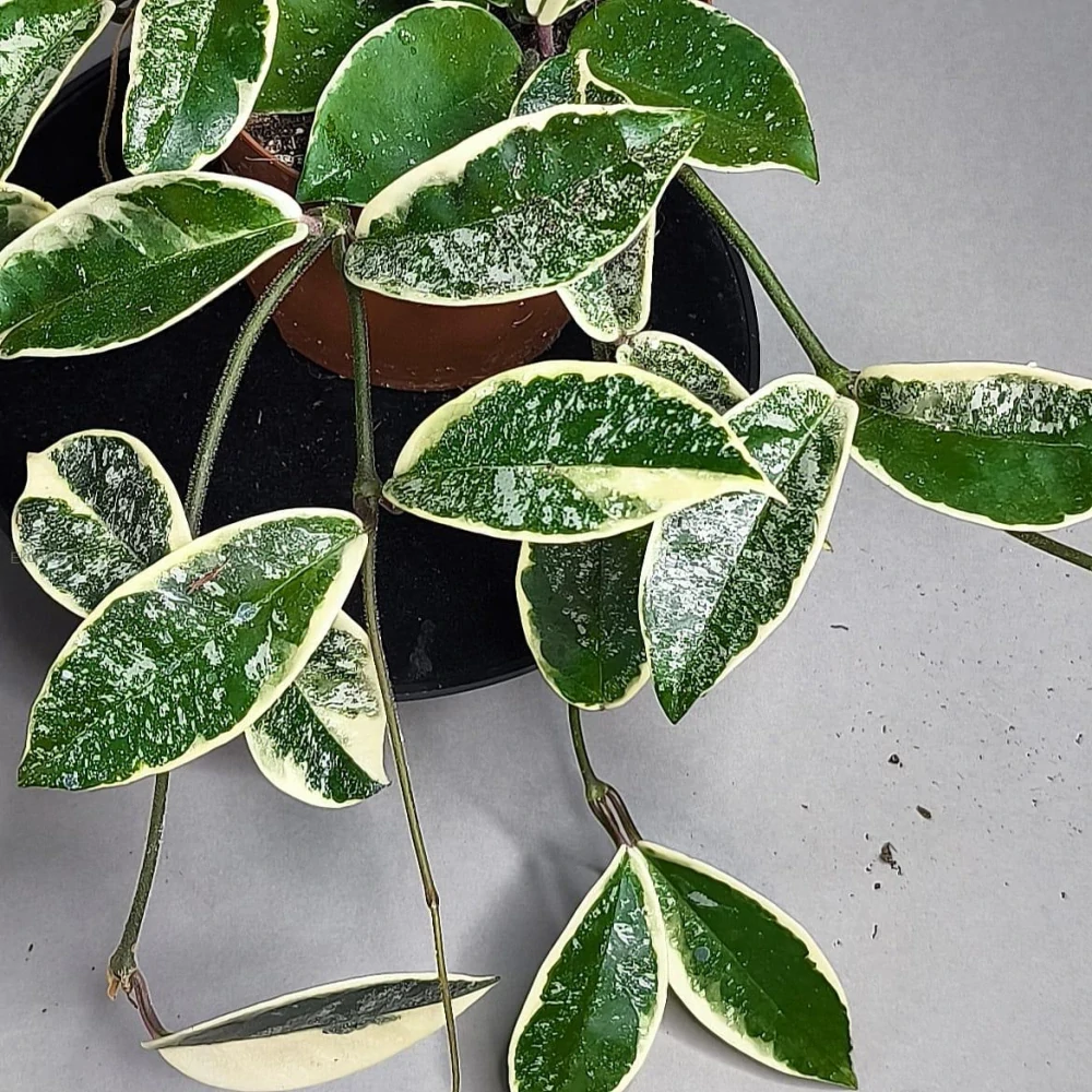 Hoya Carnosa Krimson Queen Splash