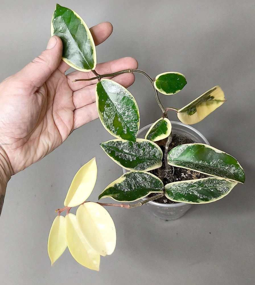 Hoya Carnosa Krimson Queen Splash