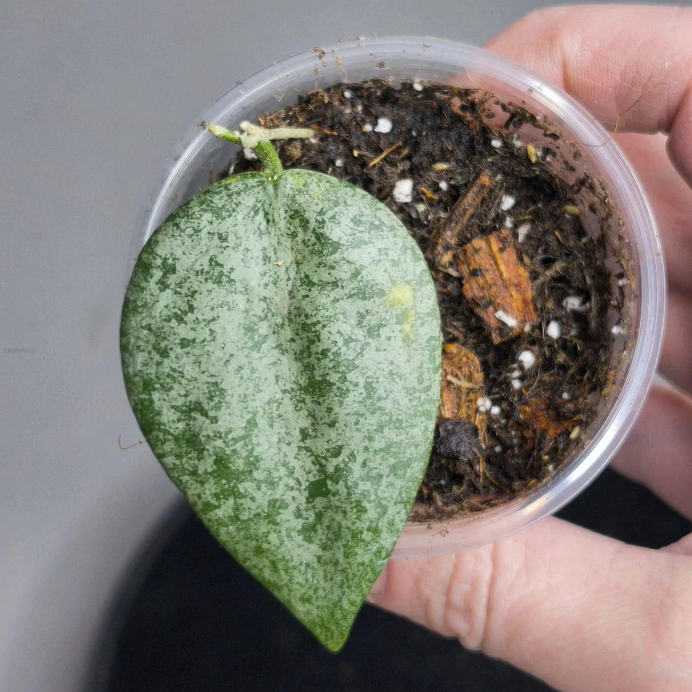 Hoya Caudata Argene