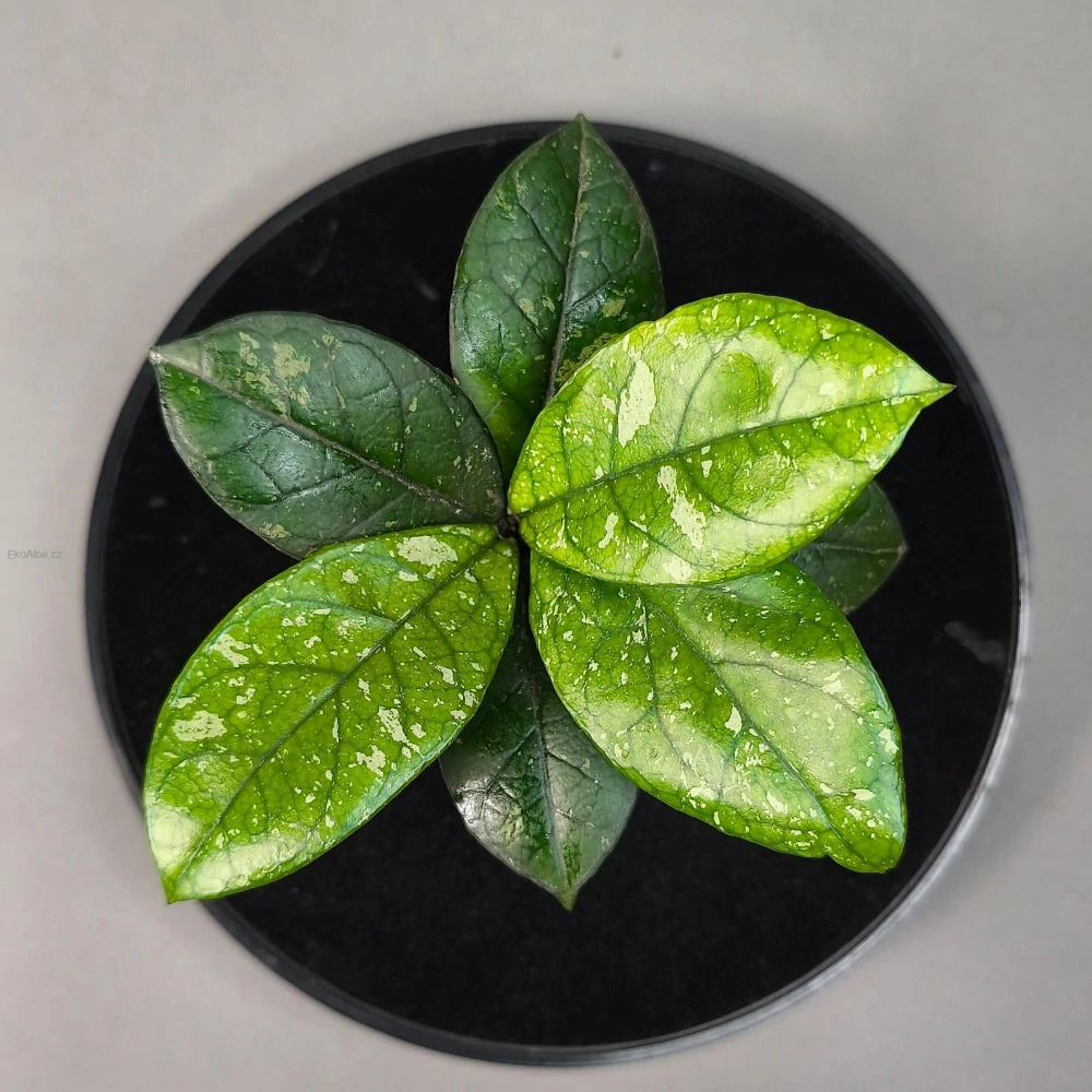 Hoya crassipetiolata splash round leaves