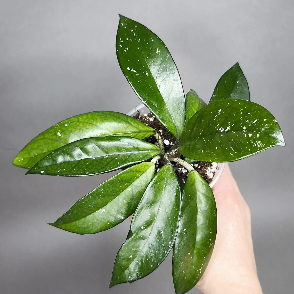 Hoya carnosa