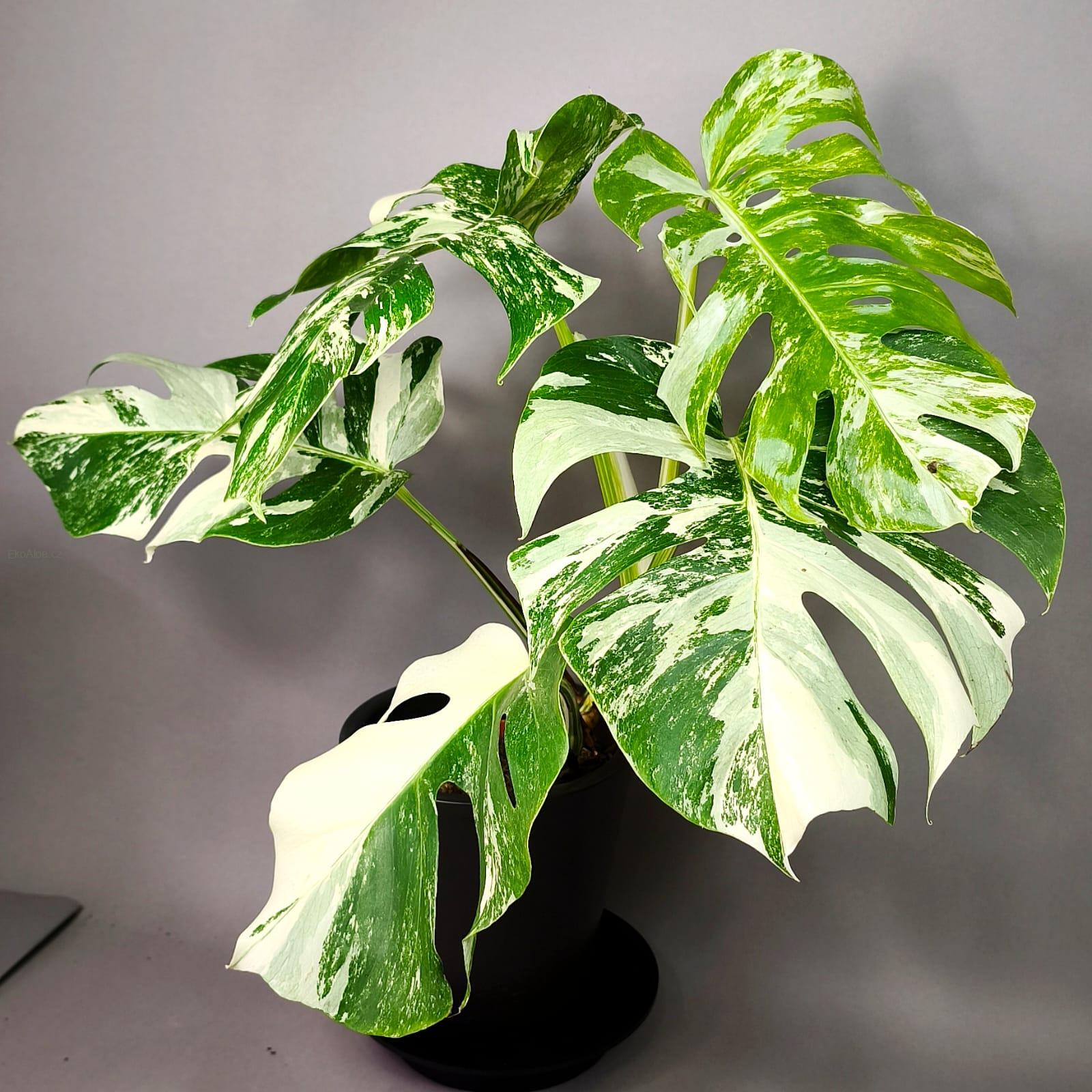 Monstera Deliciosa Albo Variegata