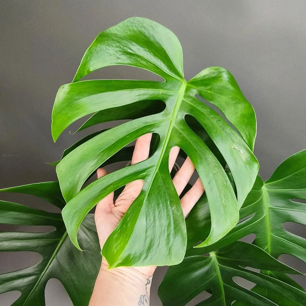 Monstera deliciosa Brazilian Form