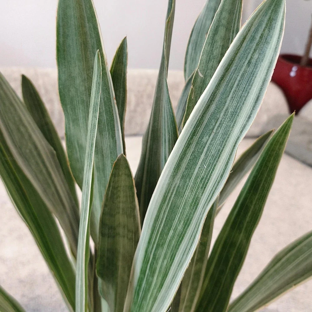 Sansevieria aubrytniana Silver Metallica XXl