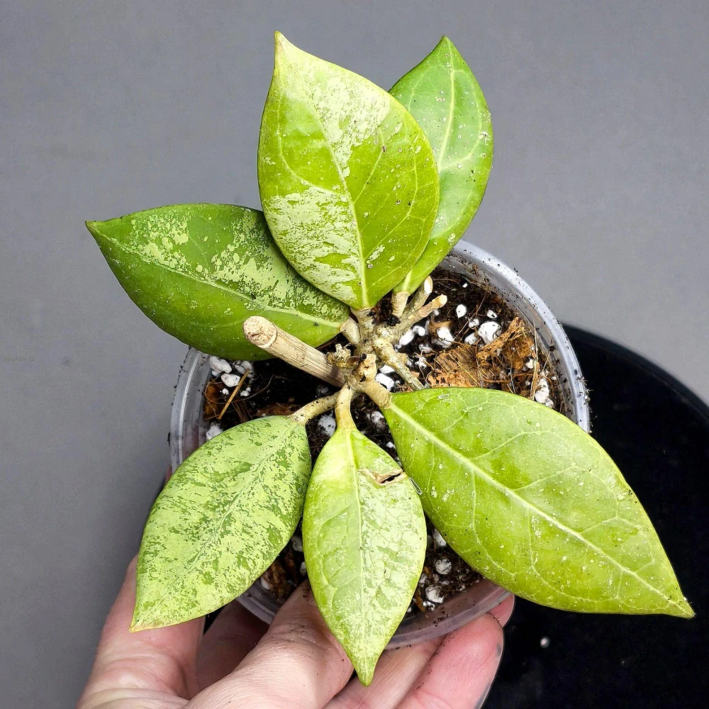 Hoya Erythrostemma splash