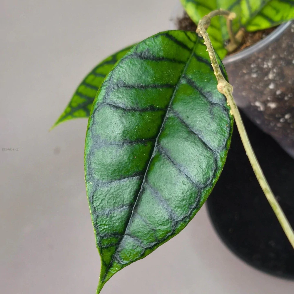 Hoya ranauensis