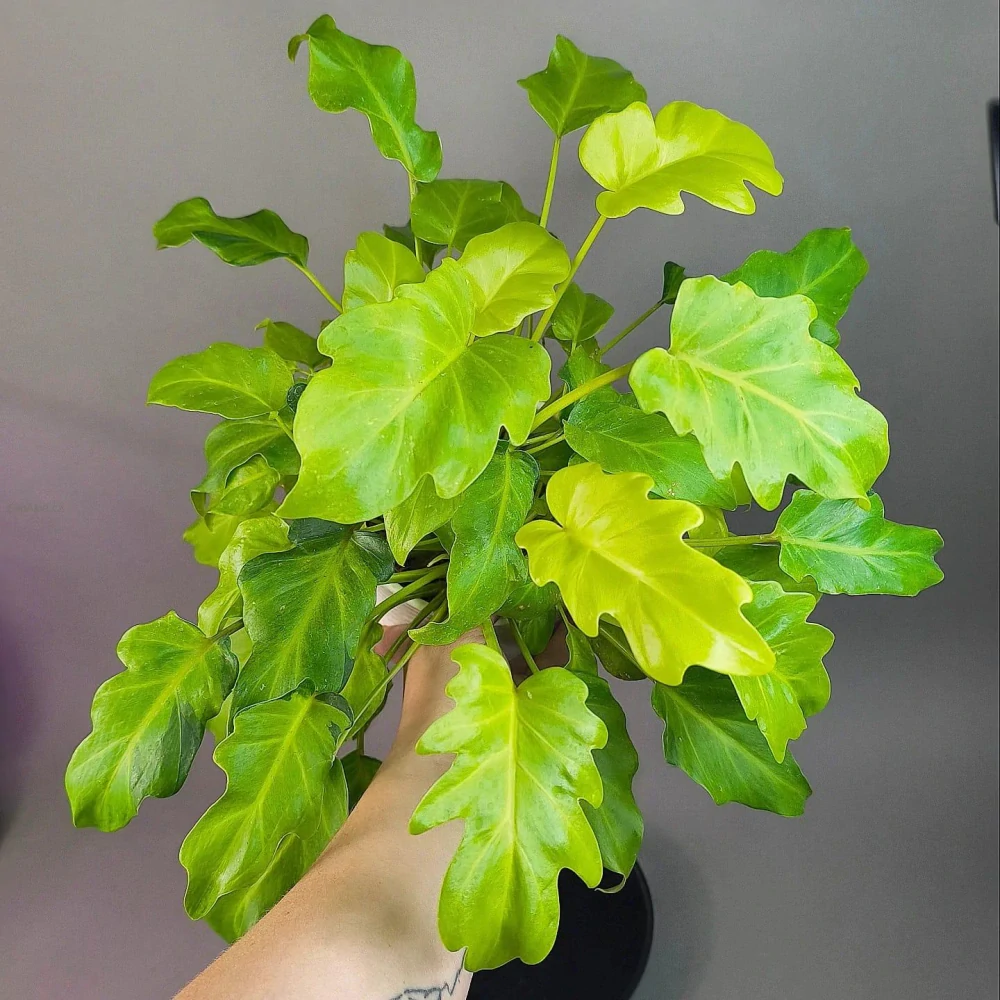 Philodendron ‘Golden Xanadu’