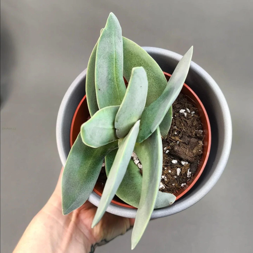 Crassula falcata 'Boomerang'