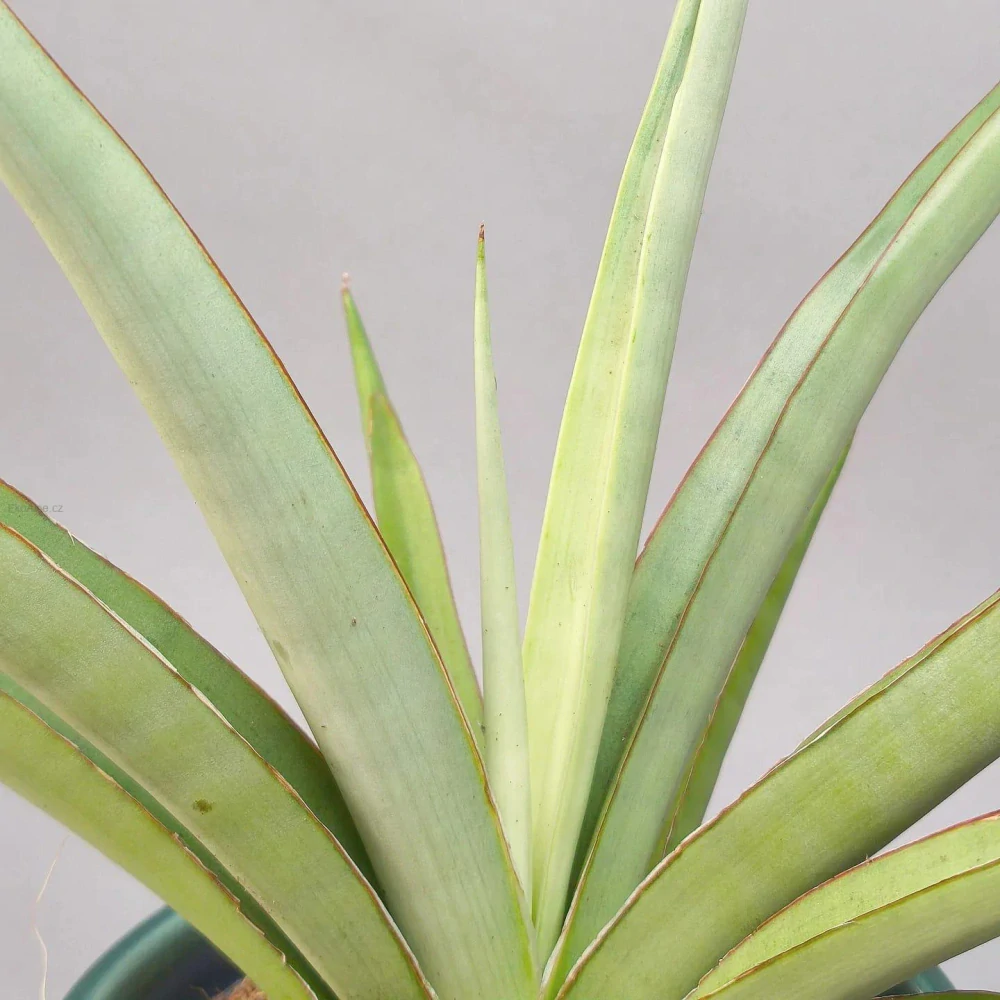 Sansevieria Silver Syreni