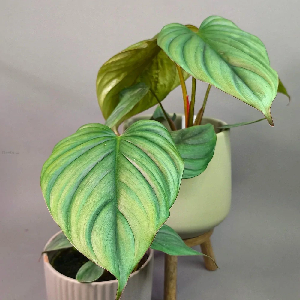 Philodendron Colombia