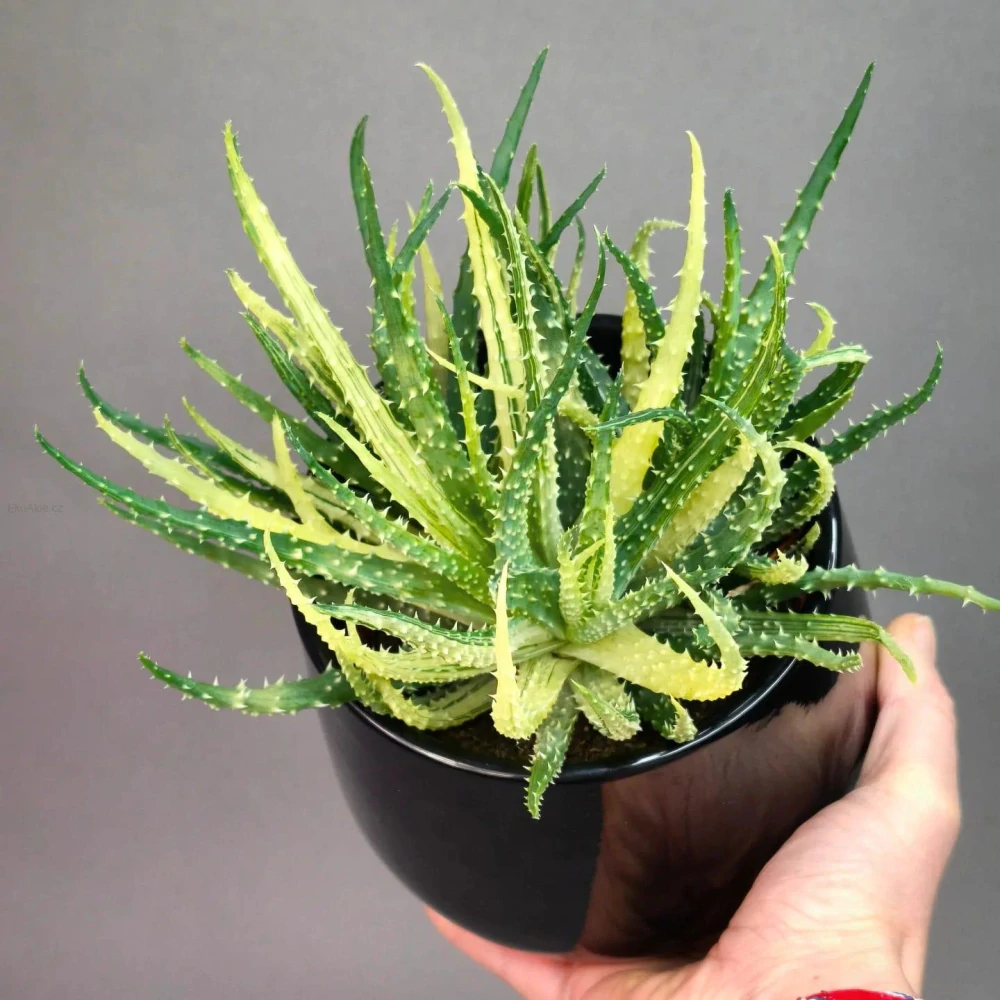 Aloe humilis Variegata