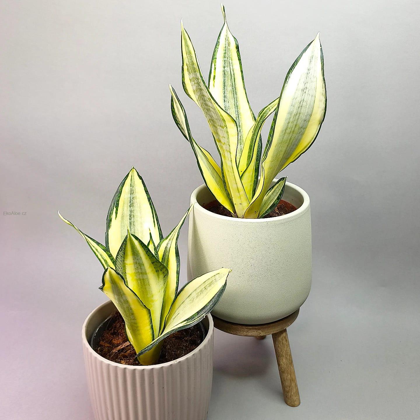 Sansevieria Golden Asahi