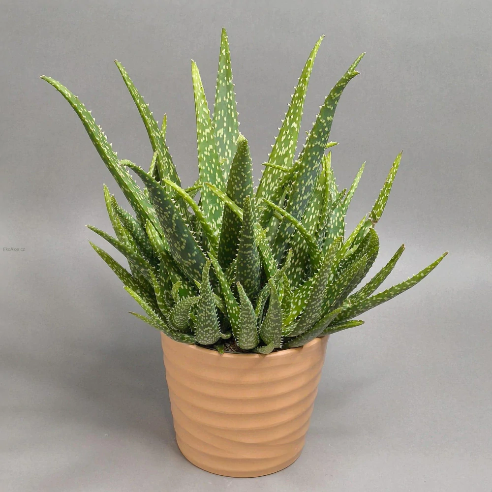 Aloe Medivera Tropical