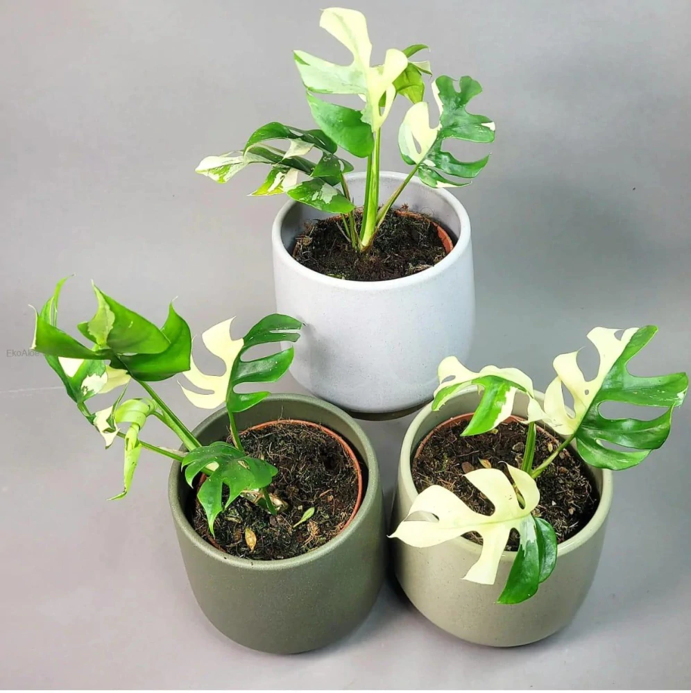 Rhaphidophora tetrasperma variegata (Monstera Minima)