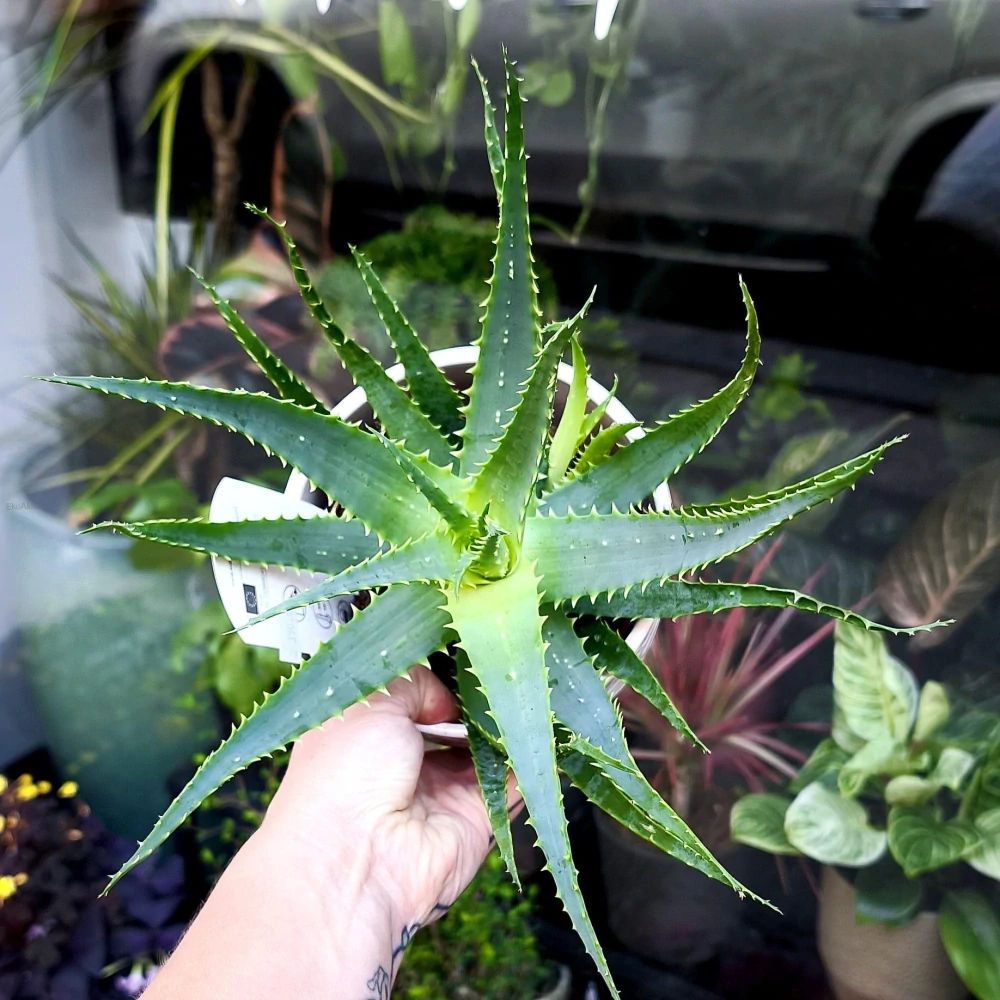 Aloe stromovitá - Aloe arborescens