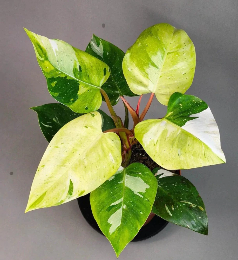 Philodendron White Princess Tricolor Lime (Fresh Aurea)