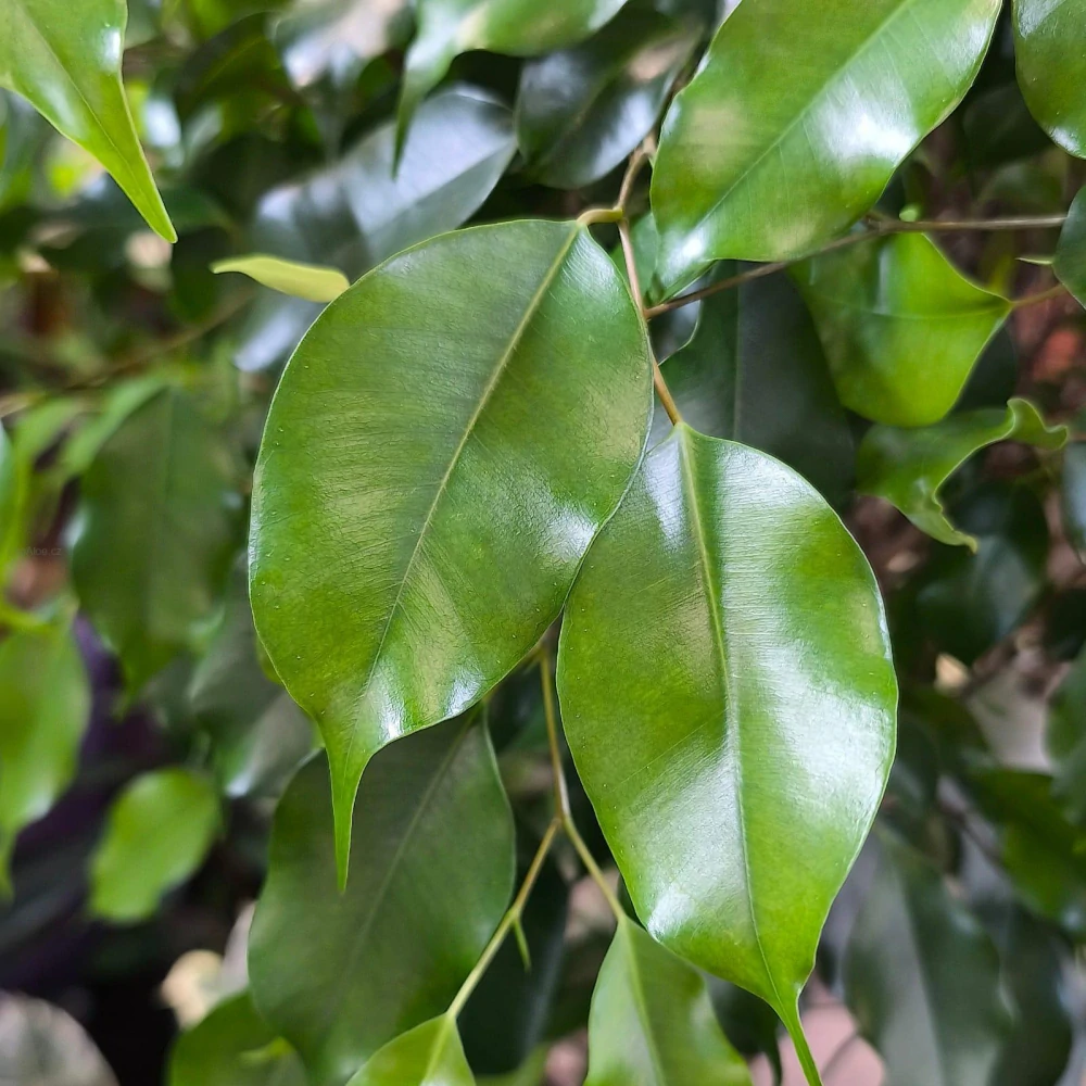 Ficus Benjamina Exotica