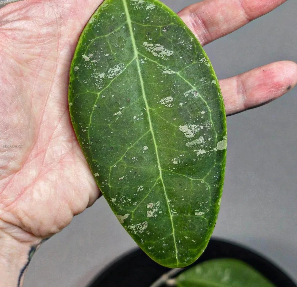 Hoya rintzii Borneo řízek k zakořenění.