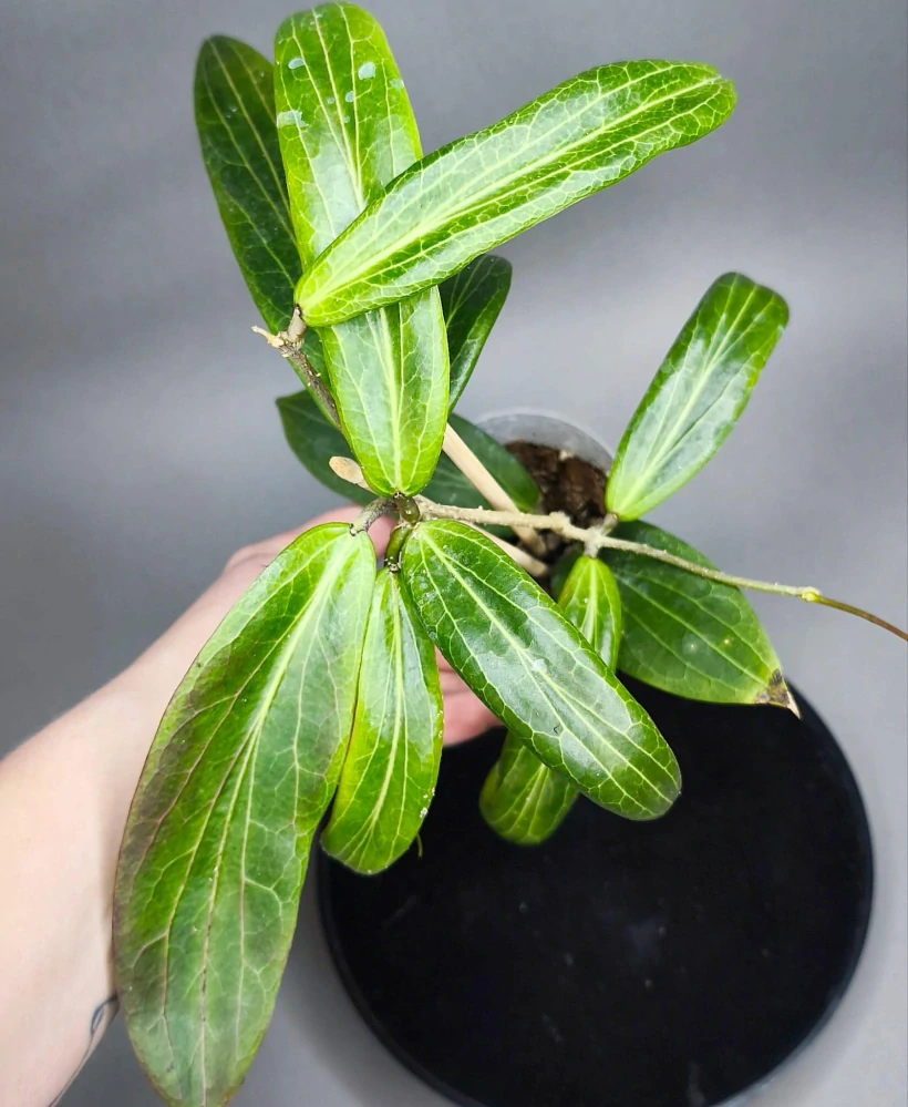 Hoya blashernaezii ssp siariae Yellow