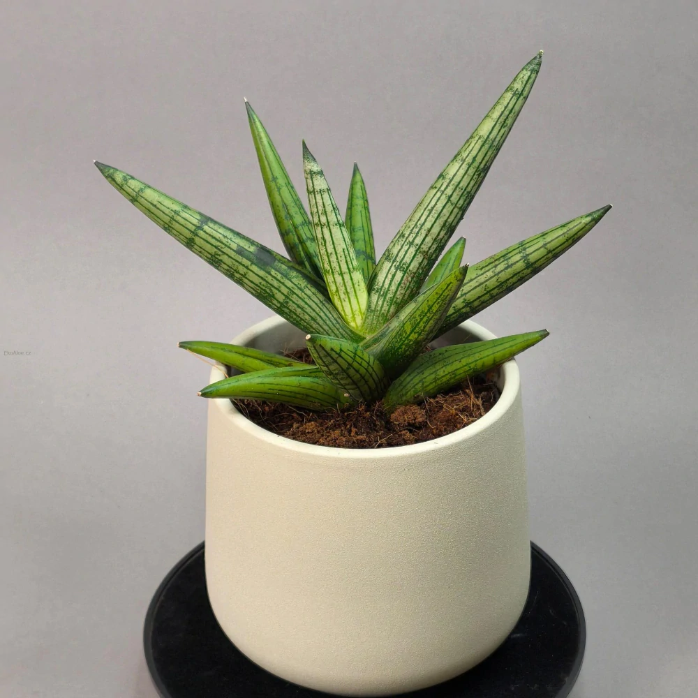 Sansevieria 'Helios'