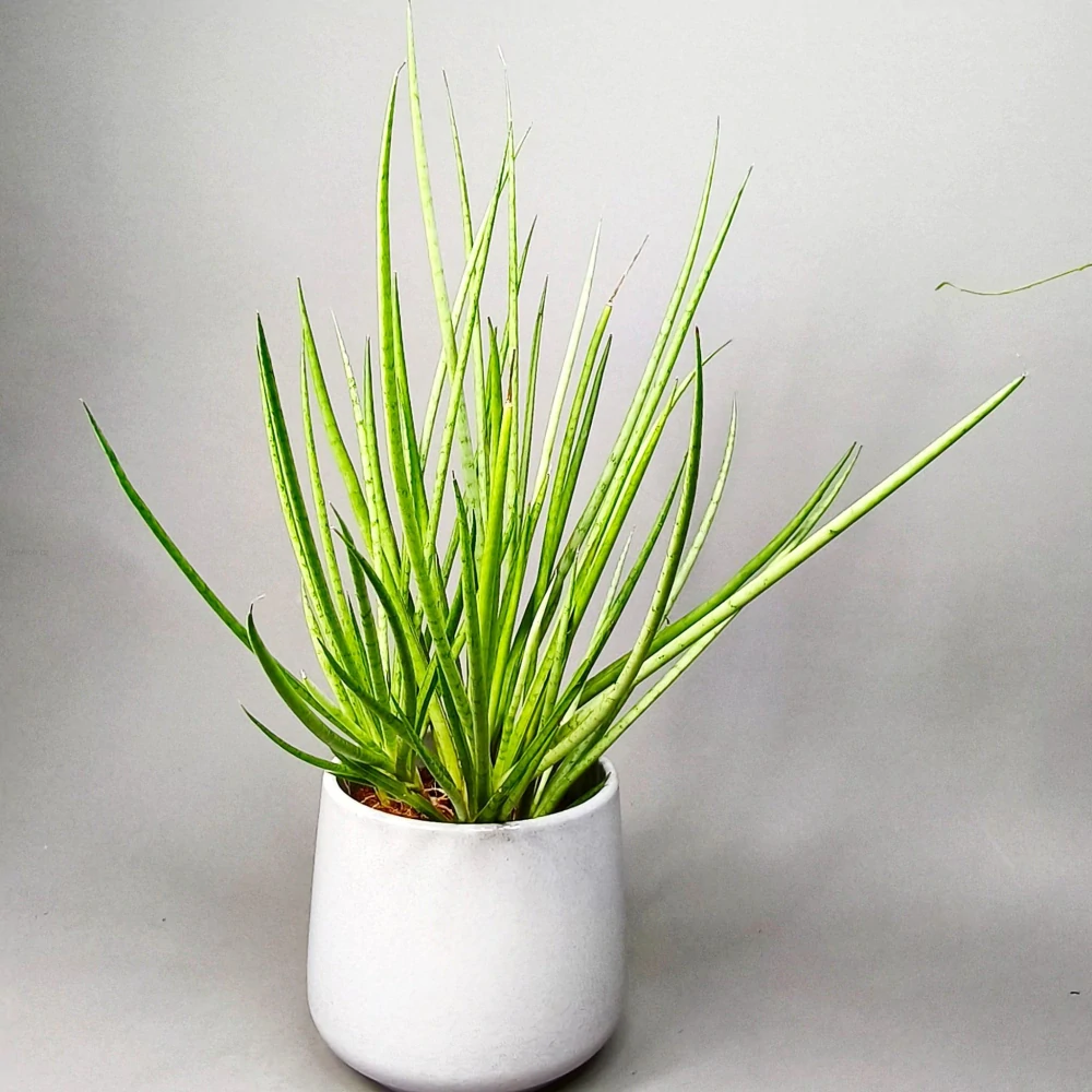 Sansevieria White Medusa