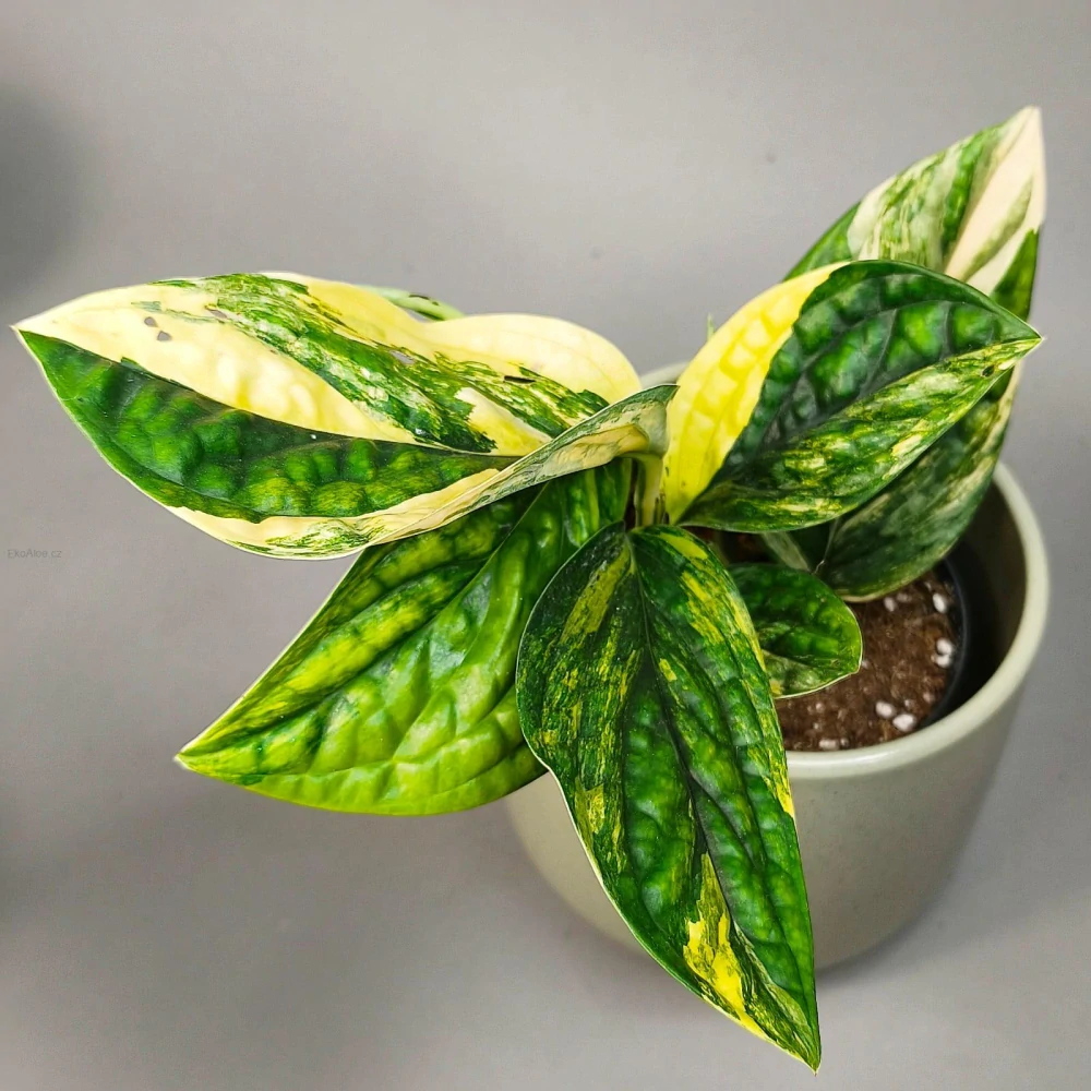 Monstera Karstenianum 'Peru' Variegata