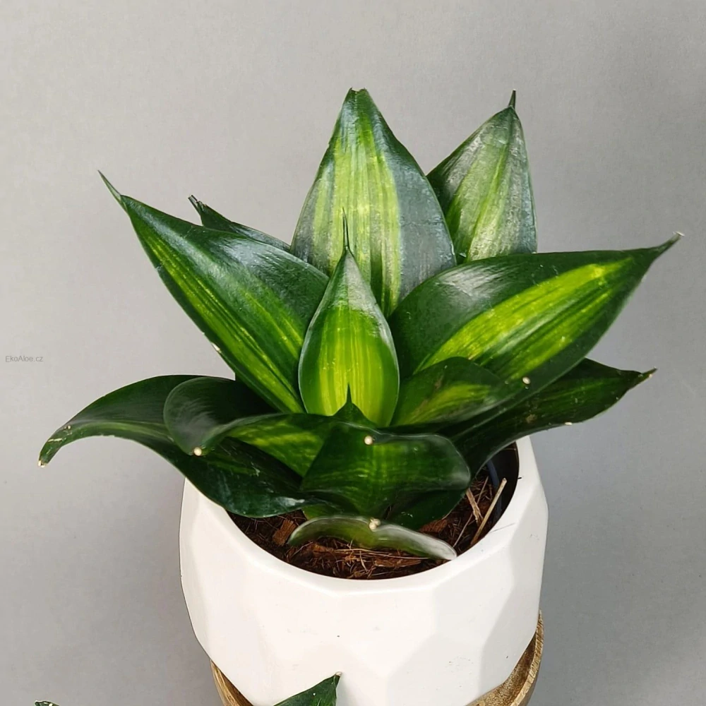Sansevieria Hahnii 'Green Mold Variegated