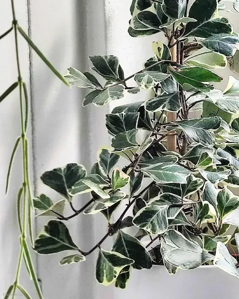 Ficus triangularis