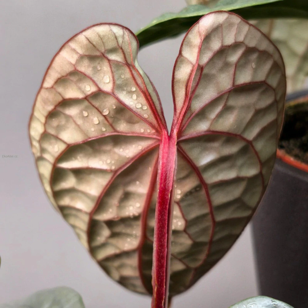 Anthurium Luxurians