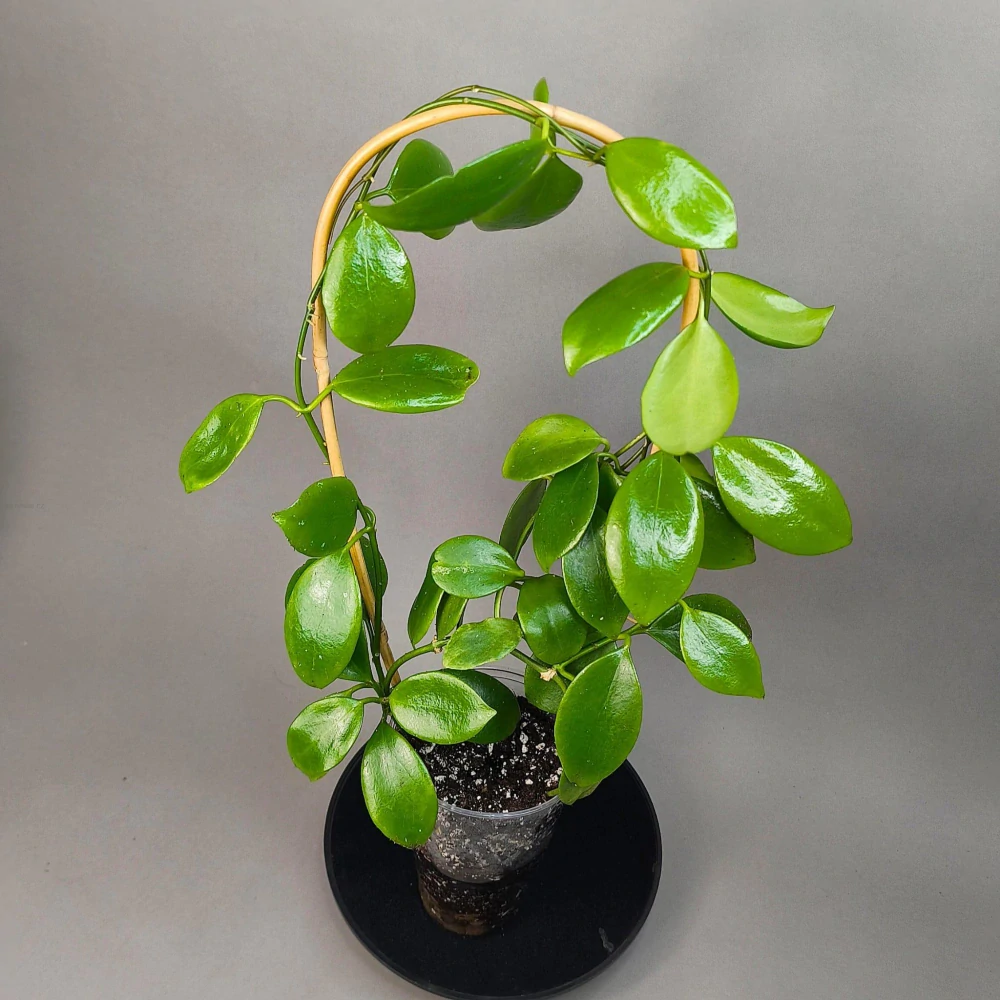 Hoya diptera IML 0261 XL