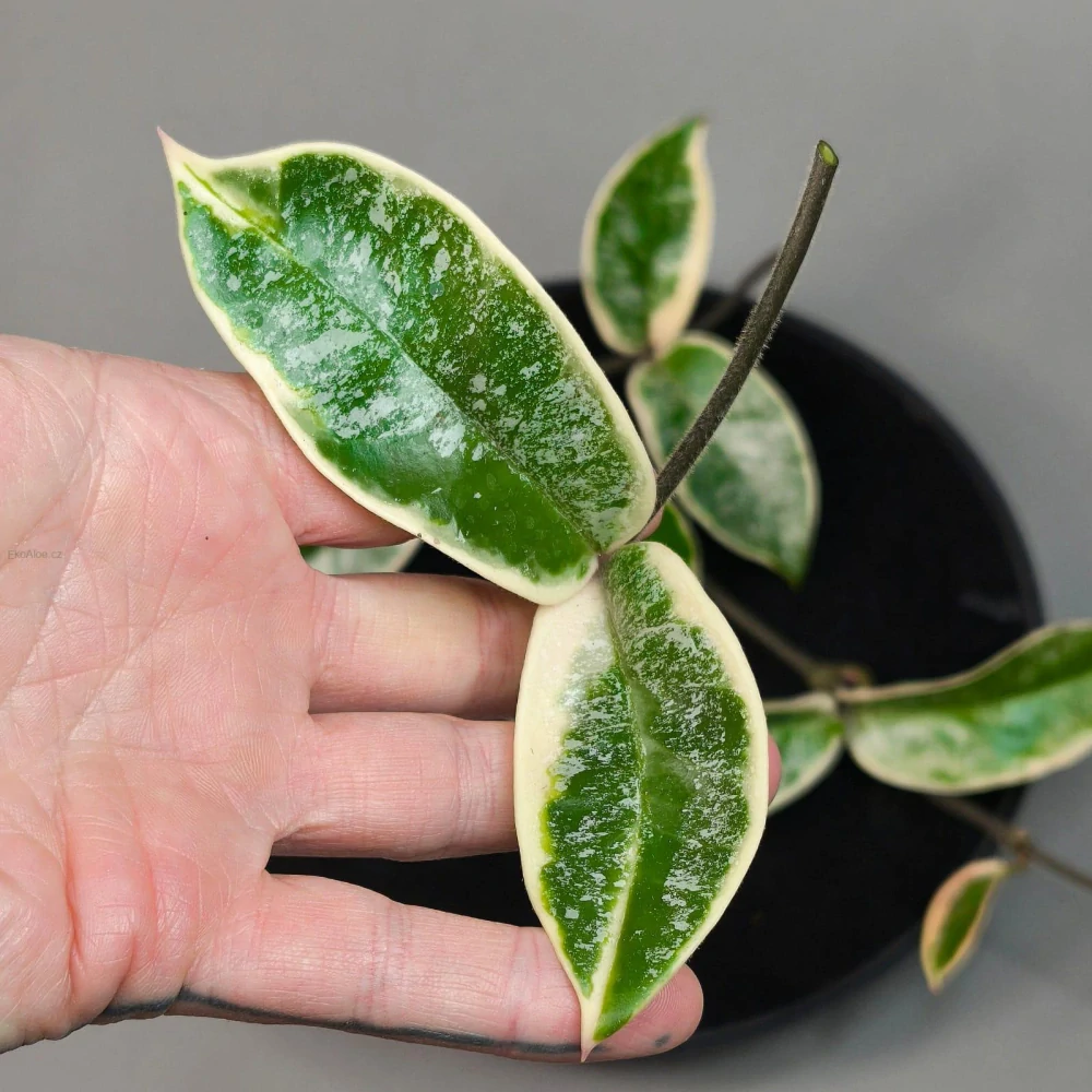 Hoya Carnosa Krimson Queen Splash řízek k zakořenění.