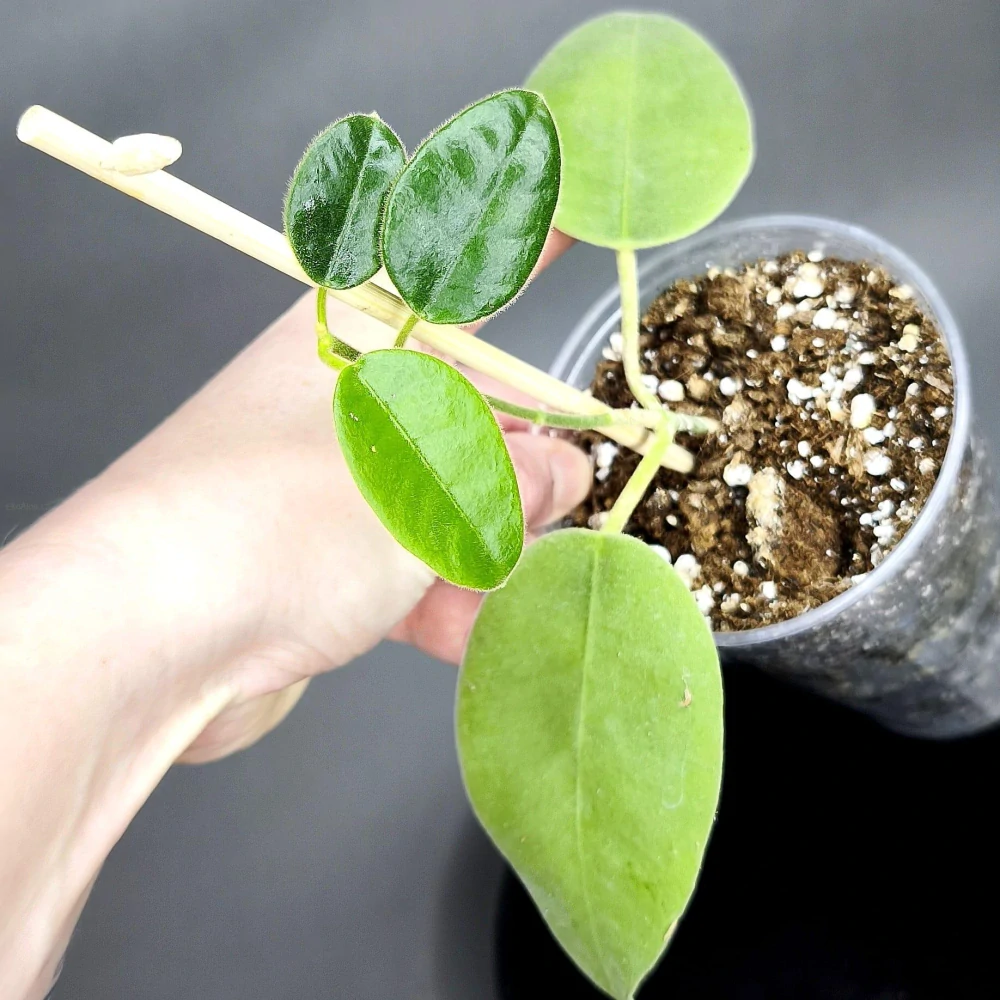 Hoya gigas